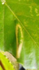 Phyllonorycter maestingella