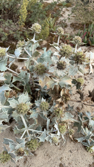 Eryngium maritimum