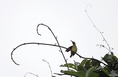 Arachnothera flavigaster