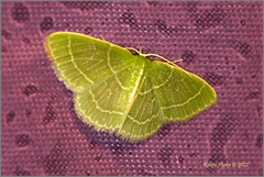 Synchlora aerata