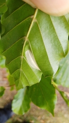 Phyllonorycter maestingella
