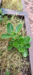 Kalanchoe densiflora