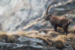 Capra ibex