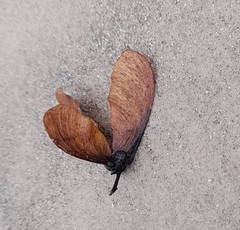 Tipuana tipu