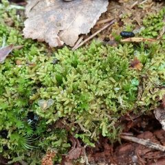 Ptilidium pulcherrimum