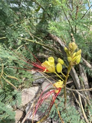 Erythrostemon gilliesii