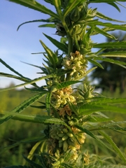 Cannabis sativa