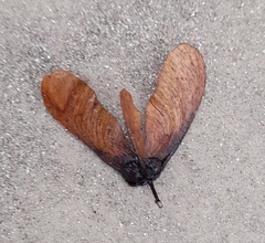 Tipuana tipu