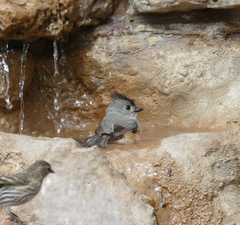 Baeolophus atricristatus