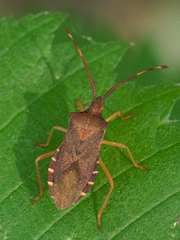Gonocerus acuteangulatus