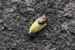 Acontia