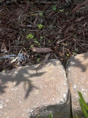 Anolis sagrei