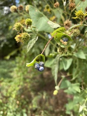 Persicaria perfoliata