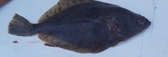Lepidopsetta bilineata