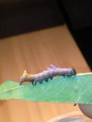 Notodonta scitipennis