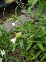 Silene latifolia