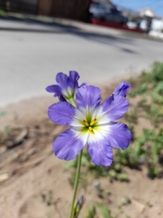 Leucocoryne coquimbensis