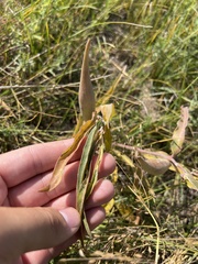 Asclepias viridiflora