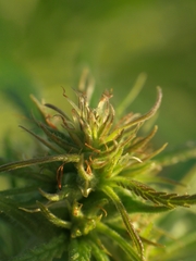 Cannabis sativa