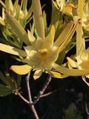 Leucadendron eucalyptifolium