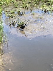 Plegadis falcinellus