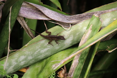 Anolis grahami