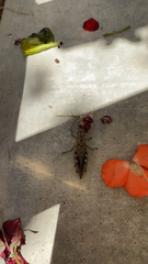 Melanoplus punctulatus