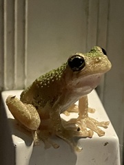 Hyla