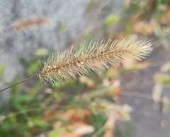 Setaria