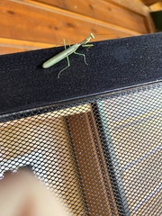 Stagmomantis limbata