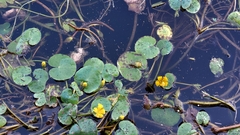 Nymphoides peltata