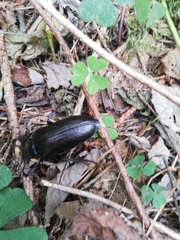 Prionus coriarius