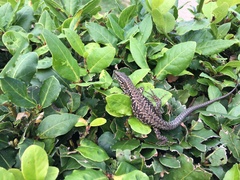 Podarcis muralis