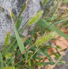 Setaria
