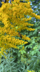 Chauliognathus pensylvanicus