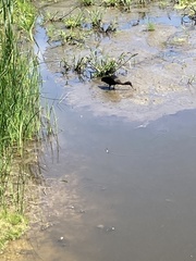 Plegadis falcinellus