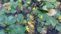 Nymphoides peltata