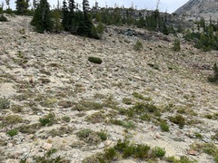 Polystichum lemmonii