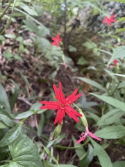 Silene virginica