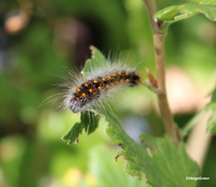 Acronicta auricoma