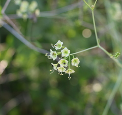 Commicarpus scandens