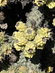 Cylindropuntia prolifera