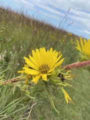 Silphium laciniatum