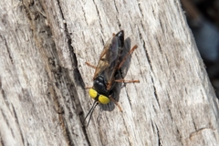 Tachysphex erythropus