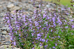 Nepeta sibirica