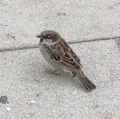 Passer domesticus