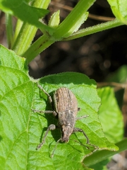 Naupactus leucoloma