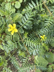 Tribulus terrestris