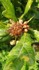 Andricus foecundatrix