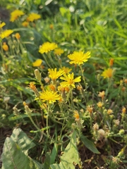 Crepis